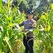 Bhabinkamtibmas Polsek Bukit Kapur Cek Perkembangan Jagung Pipil, Dukung Ketahanan Pangan Nasional