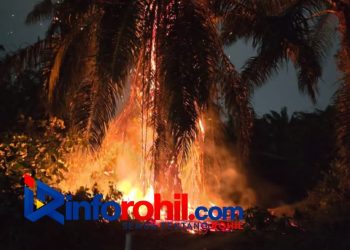Tiga Pohon Sawit Terbakar Dekat Rumah Warga di Bagan Batu, Diduga Dipicu Puntung Rokok