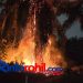 Tiga Pohon Sawit Terbakar Dekat Rumah Warga di Bagan Batu, Diduga Dipicu Puntung Rokok